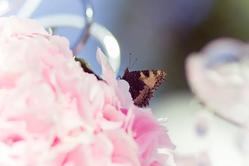 Mariages — Ania Mouravnik photographe 21